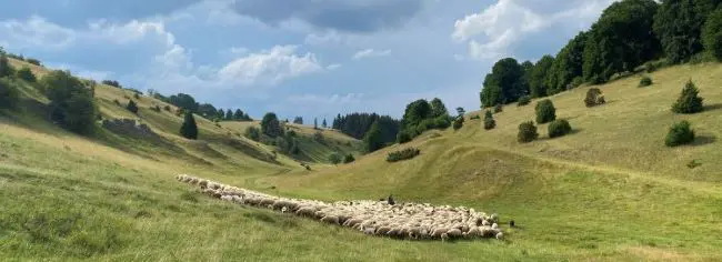 Söhnstetten Schafe